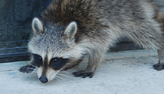 Raccoon Removal in Plymouth