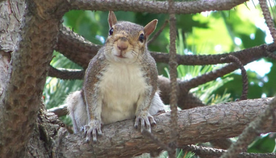 Squirrel Removal in Plymouth